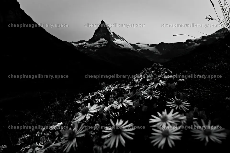 Wildflower meadow near Matterhorn at dusk – image library 9722x6480