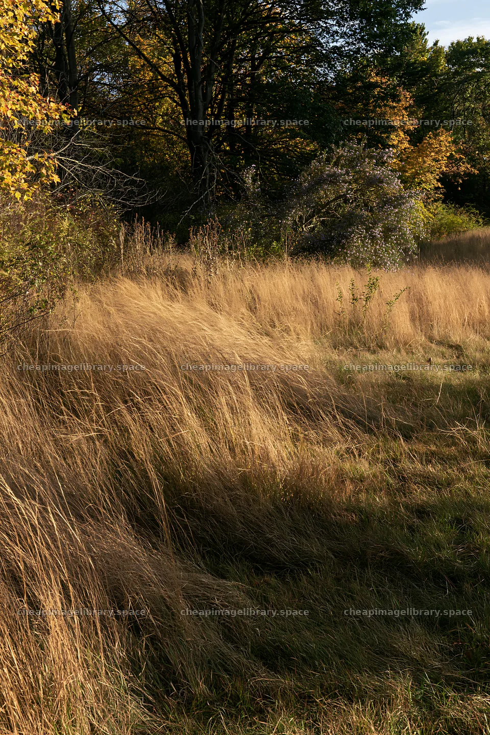 Autumn meadow grasses at the edge of a woodland area – image library 6480x9722