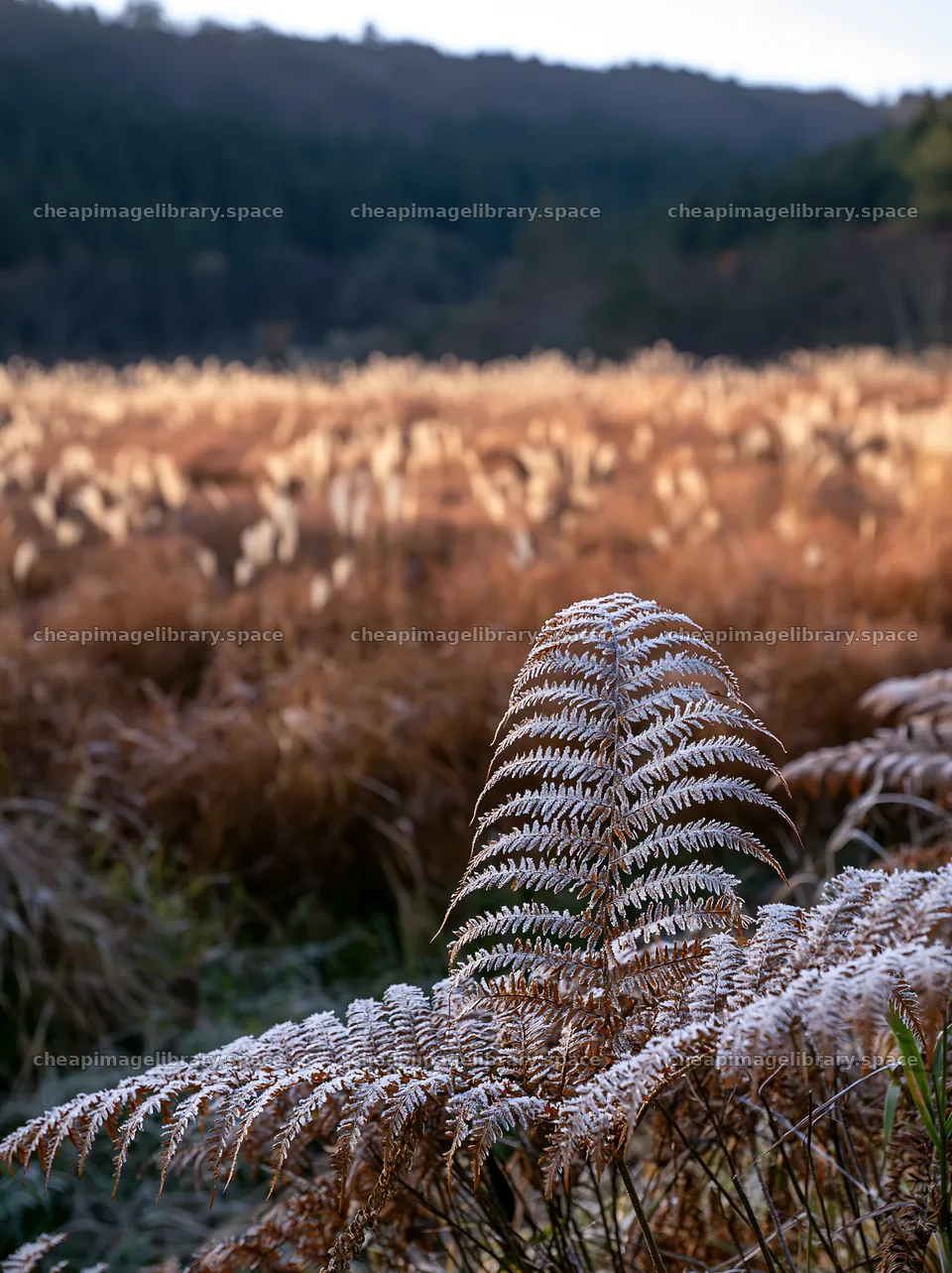 Tokushima mountain meadow fern frond foreground glows in sunlight – image library 6866x9174