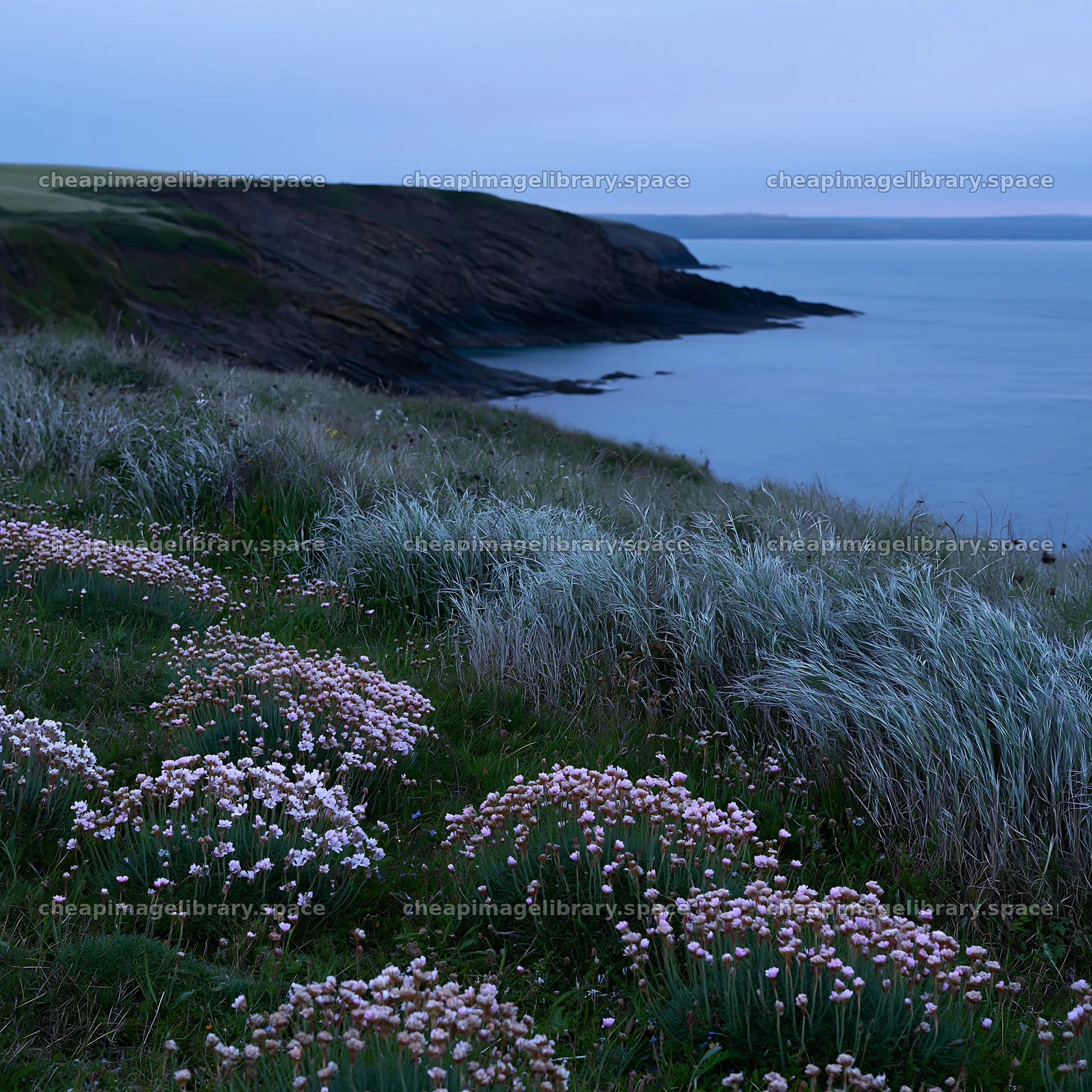 Coastal meadow with flowering plants near the shoreline – image library 7938x7938