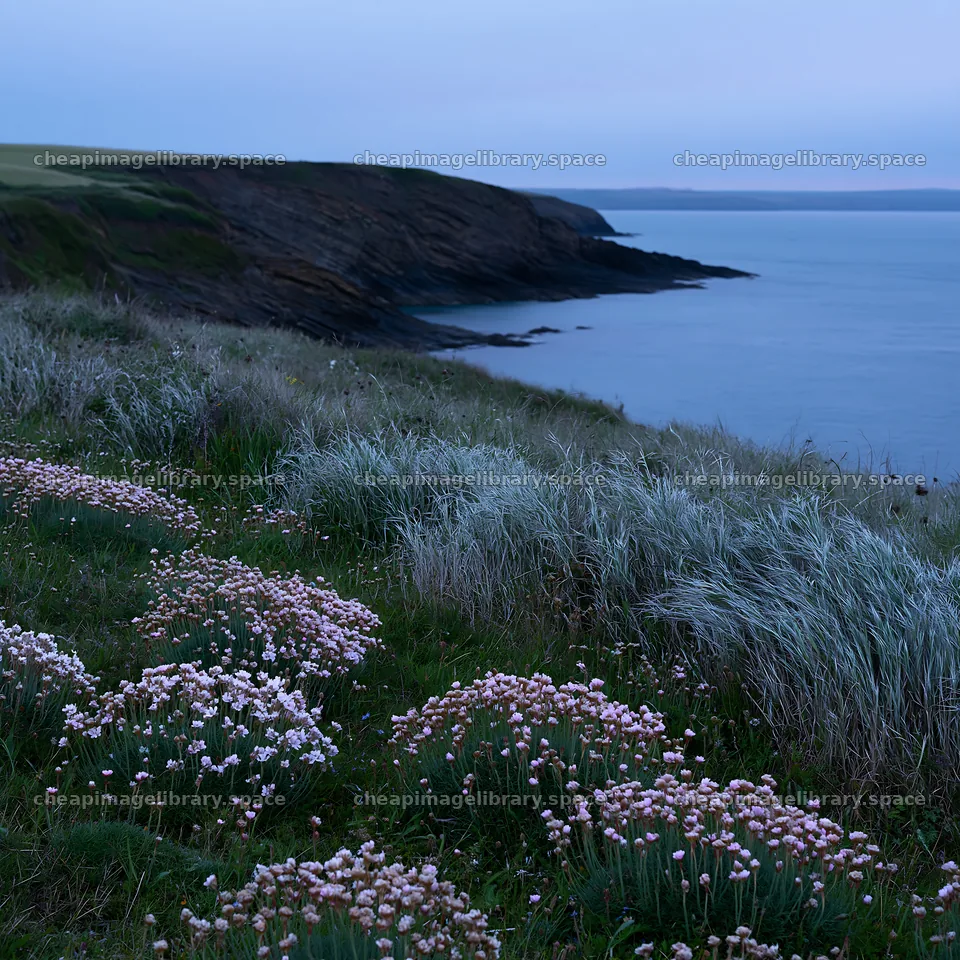 Coastal meadow with flowering plants near the shoreline – image library 7938x7938