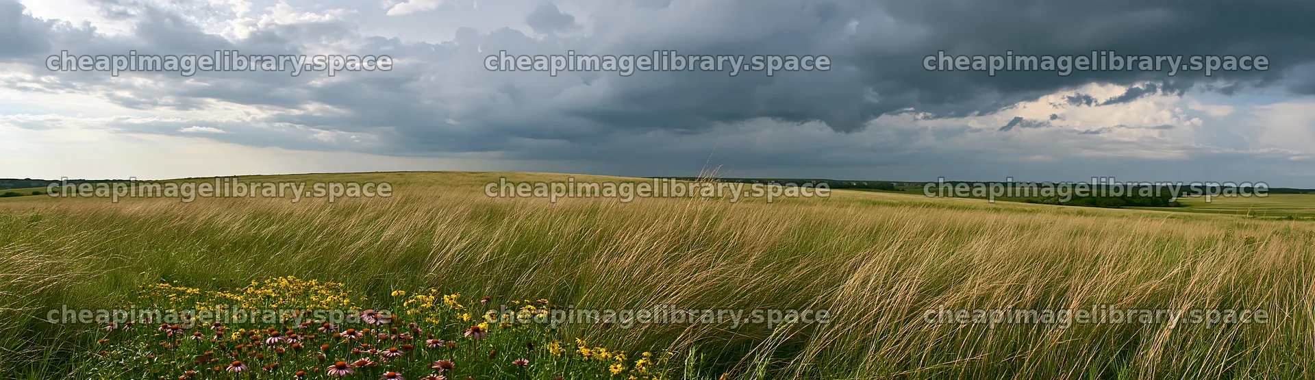Tall grass meadow under cloudy sky with wildflowers – image library 14762x4268