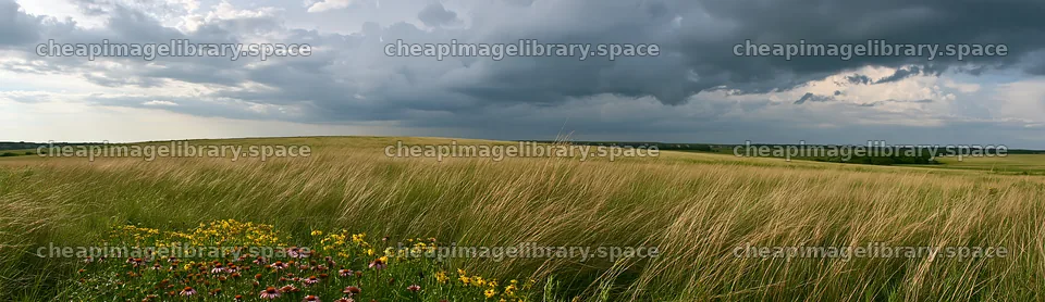 Tall grass meadow under cloudy sky with wildflowers – image library 14762x4268