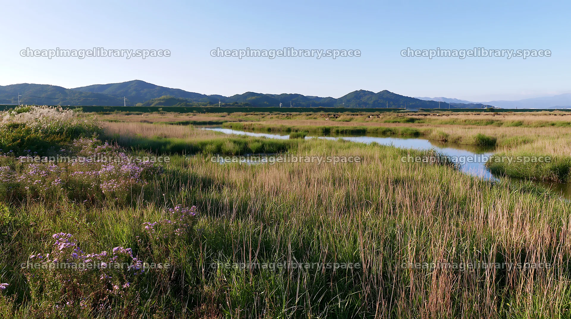 Saga floodplain meadow with reed foreground in sunny weather – image library 10608x5938