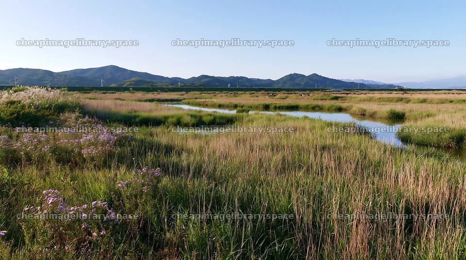 Saga floodplain meadow with reed foreground in sunny weather – image library 10608x5938
