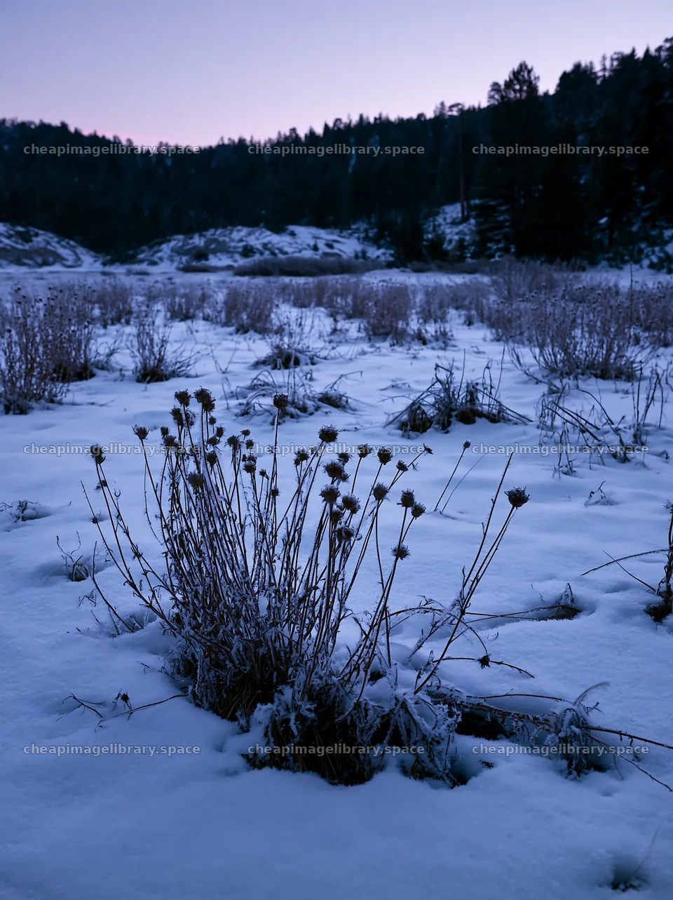Snowbound meadow with dried plants during dusk – image library 6866x9174