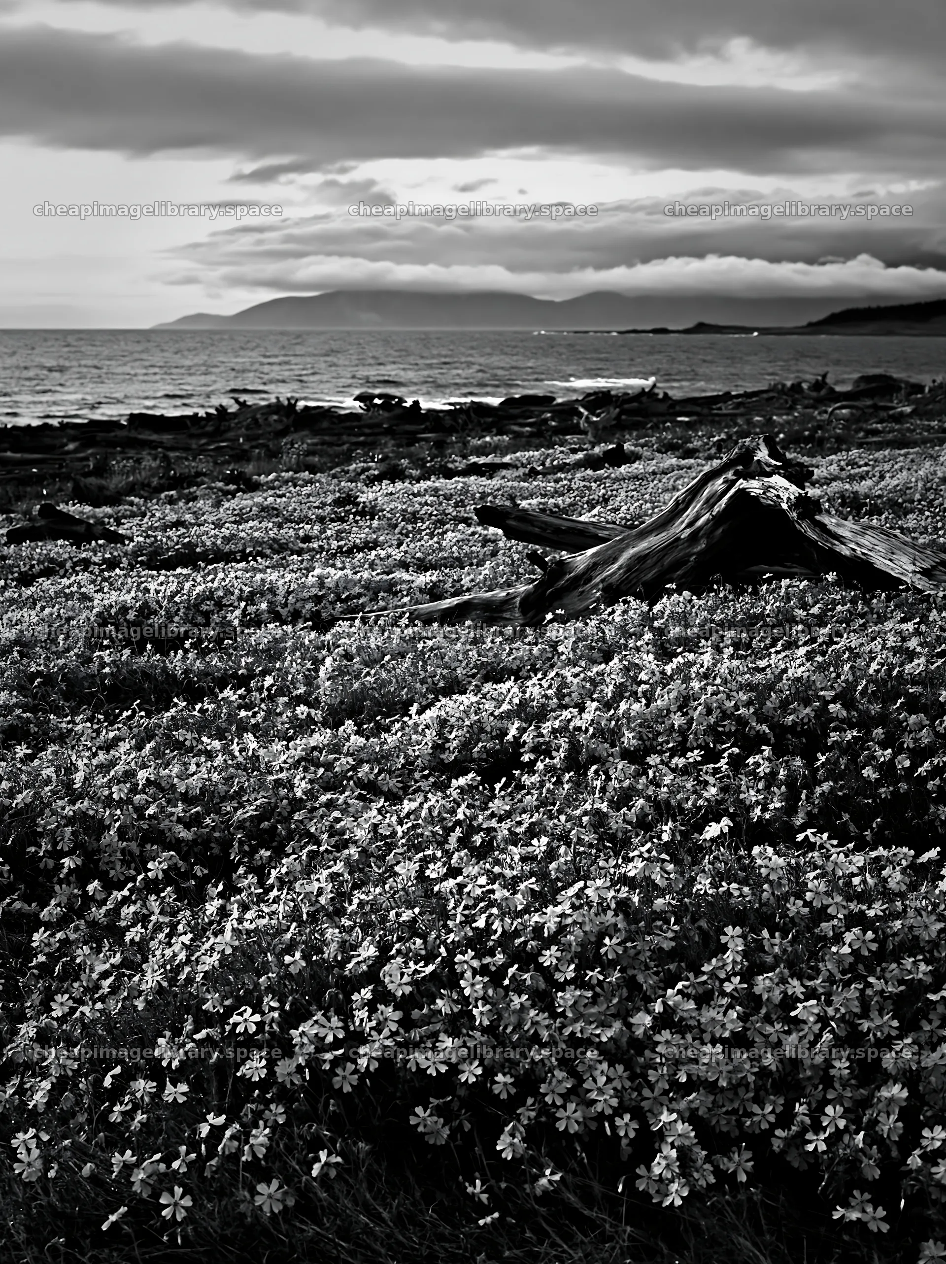 Ishikawa coastal meadow with driftwood and flowers near the sea – image library 6866x9174