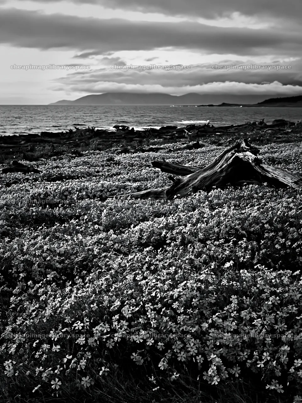 Ishikawa coastal meadow with driftwood and flowers near the sea – image library 6866x9174