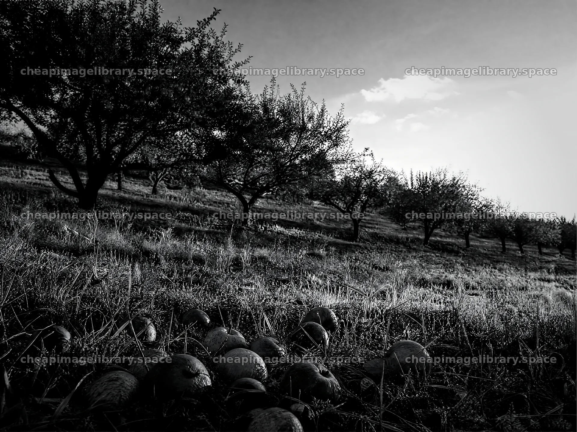 Hillside apple meadow with fallen apples at sunset – image library 9172x6868