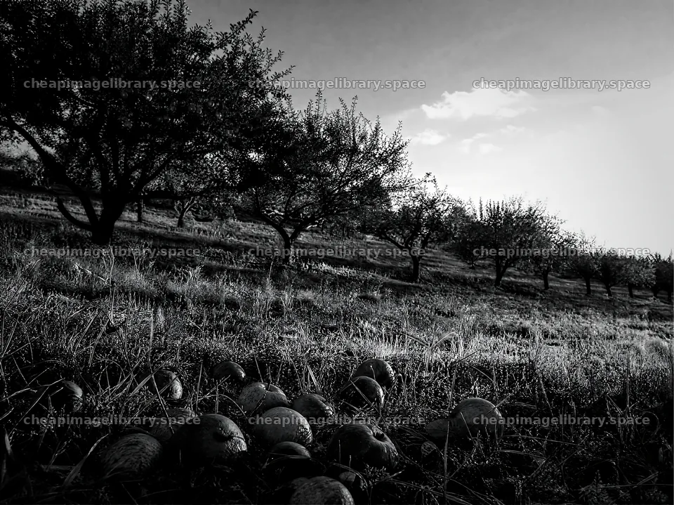 Hillside apple meadow with fallen apples at sunset – image library 9172x6868