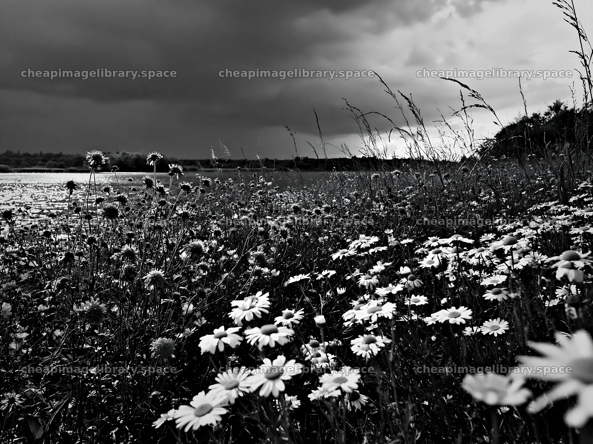 German lakeside meadow with wildflowers and dark cloudy sky – image library 9174x6866