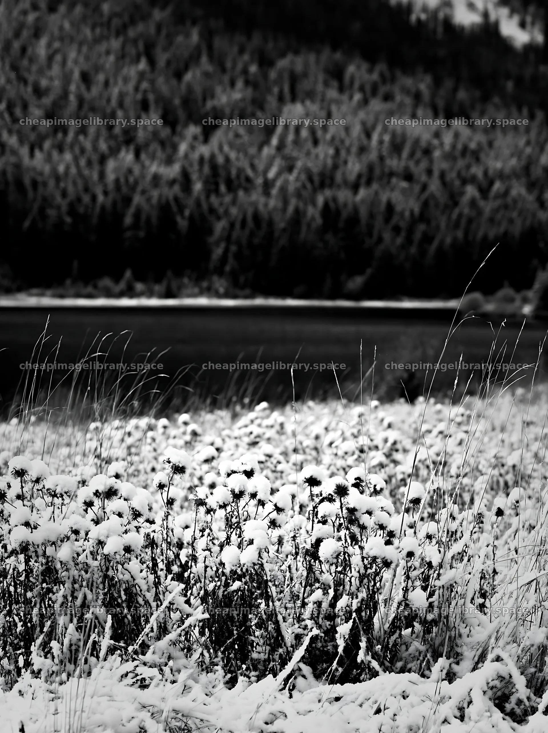 Lakeside meadow with flowers covered in snow – image library 6866x9174