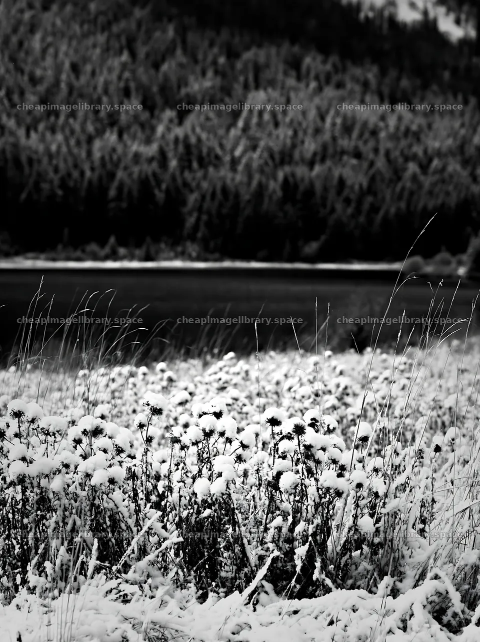Lakeside meadow with flowers covered in snow – image library 6866x9174