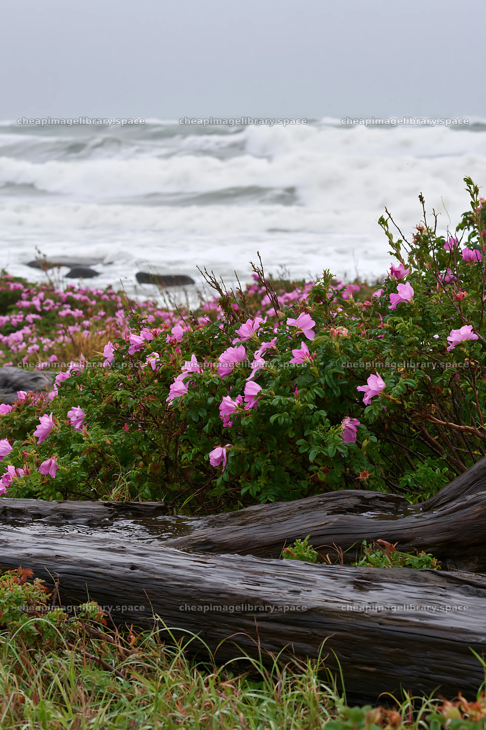 Chiba coastal climate meadow with driftwood and flowers – image library 6480x9722