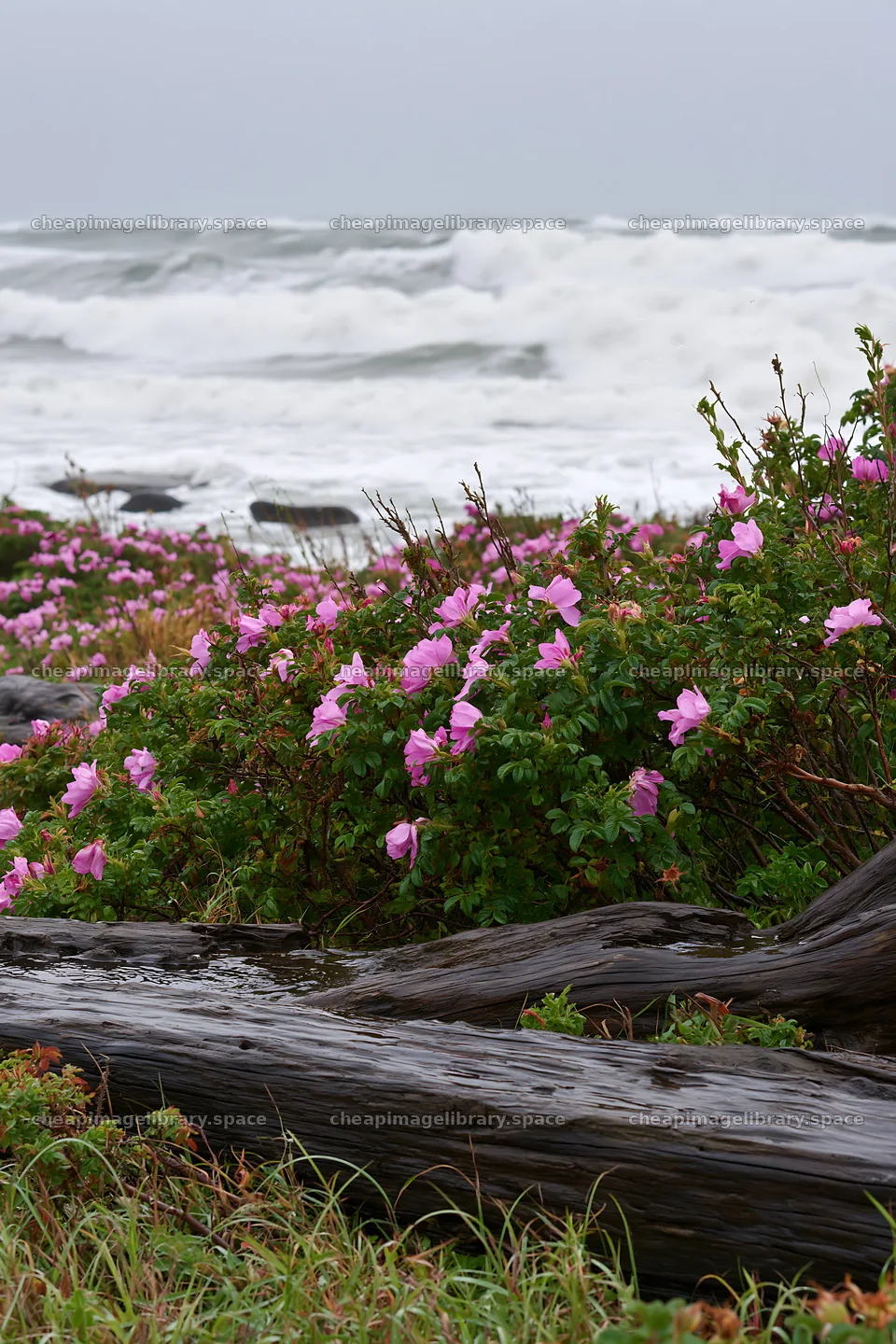 Chiba coastal climate meadow with driftwood and flowers – image library 6480x9722
