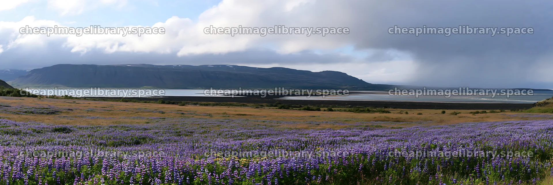 Rainwashed meadow with purple flowers and distant mountains – image library 13690x4602