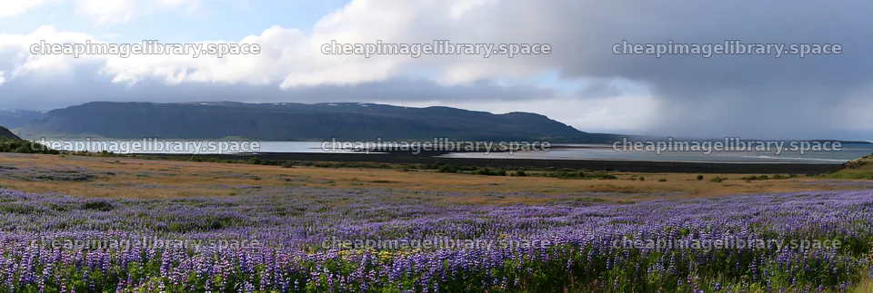 Rainwashed meadow with purple flowers and distant mountains – image library 13690x4602