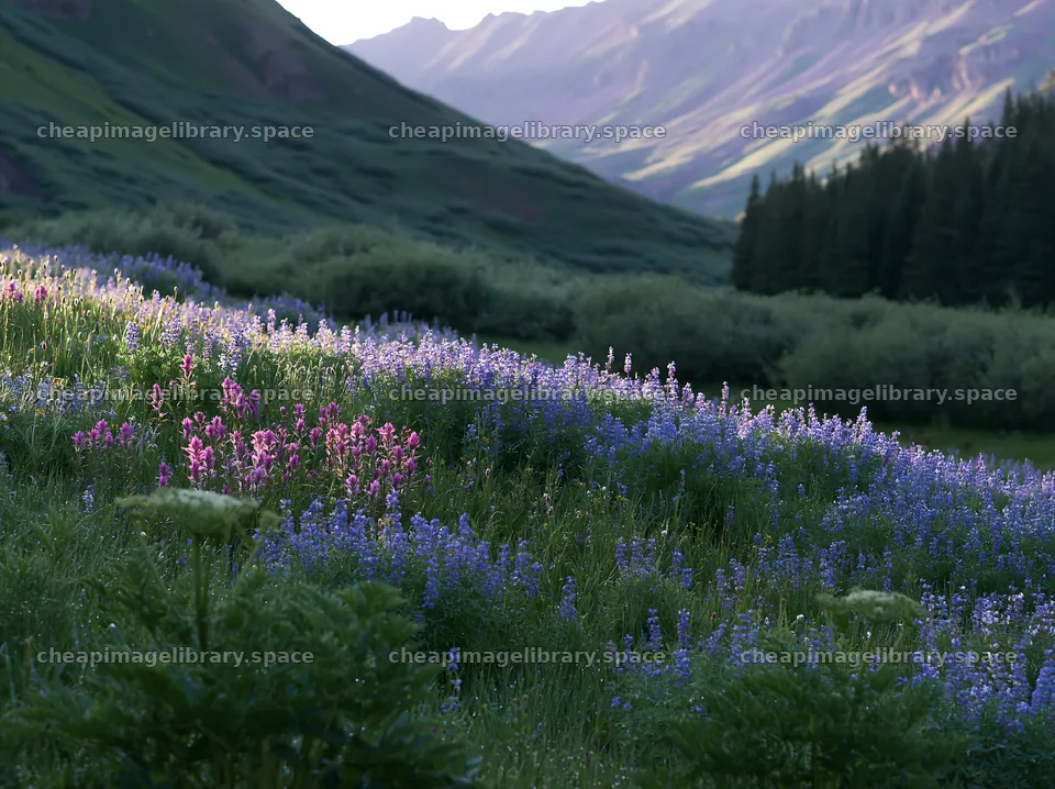 Paintbrush lupine meadow with mountains and trees in the background – image library 9174x6866