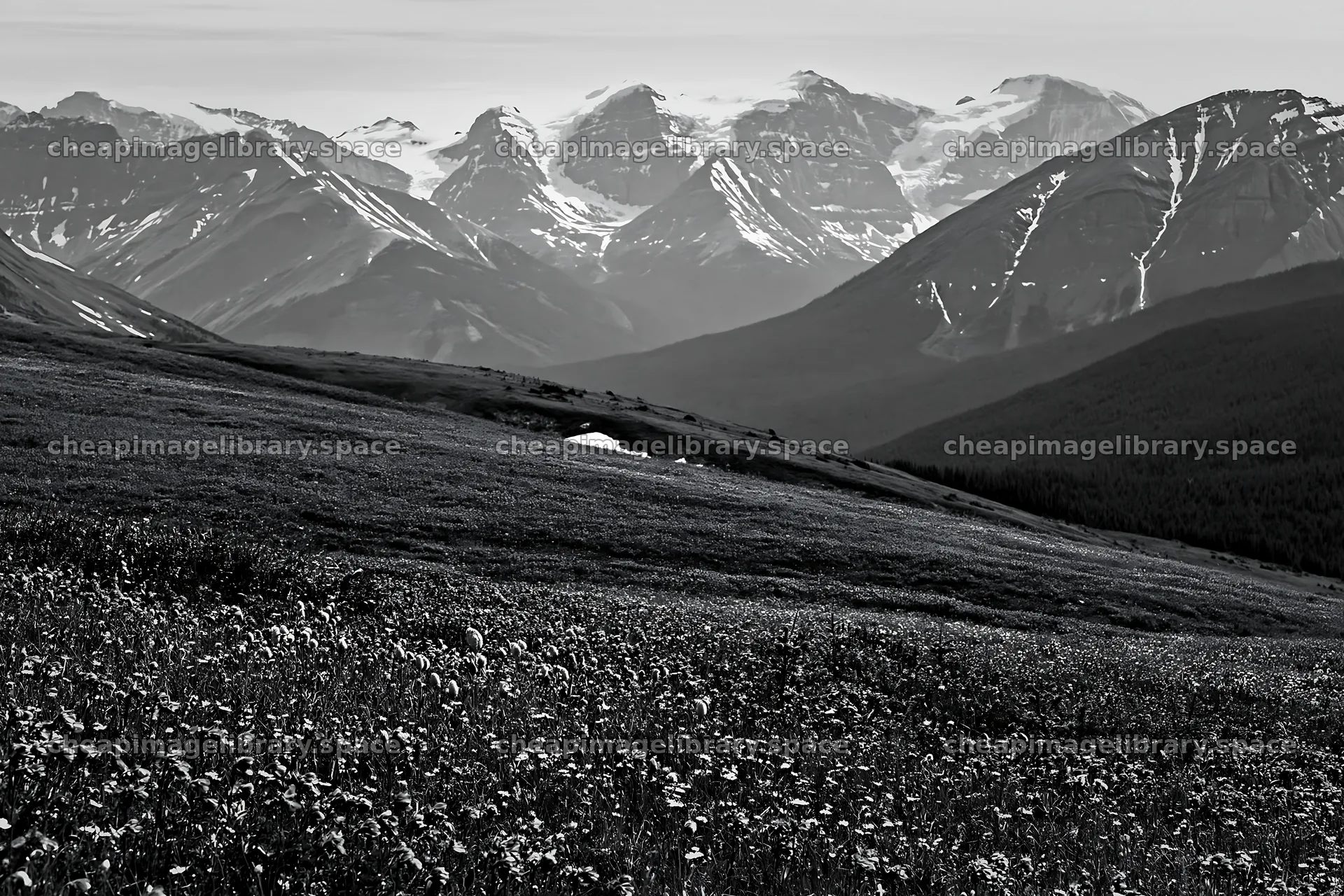 Snowy Rockies over Banff meadow with wildflowers – image library 9722x6480