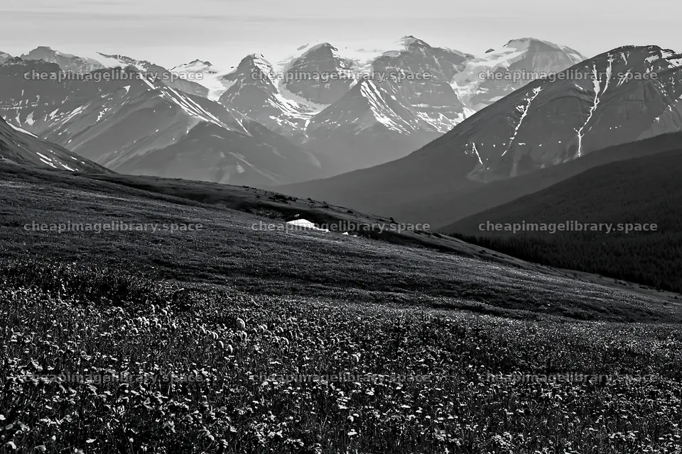 Snowy Rockies over Banff meadow with wildflowers – image library 9722x6480