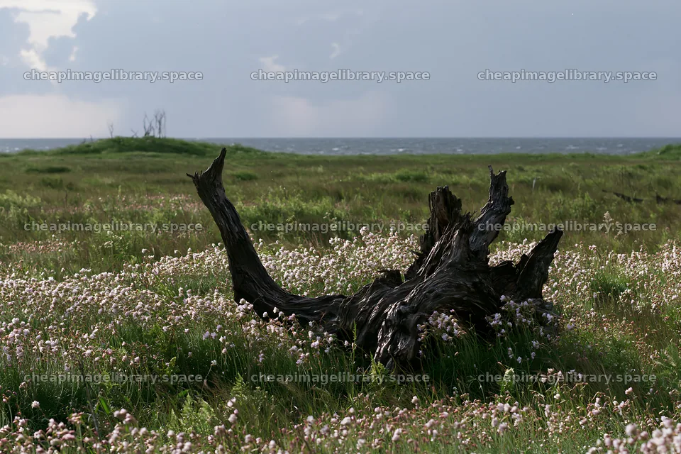 Chiba coastal climate meadow driftwood in grassy landscape – image library 9722x6480