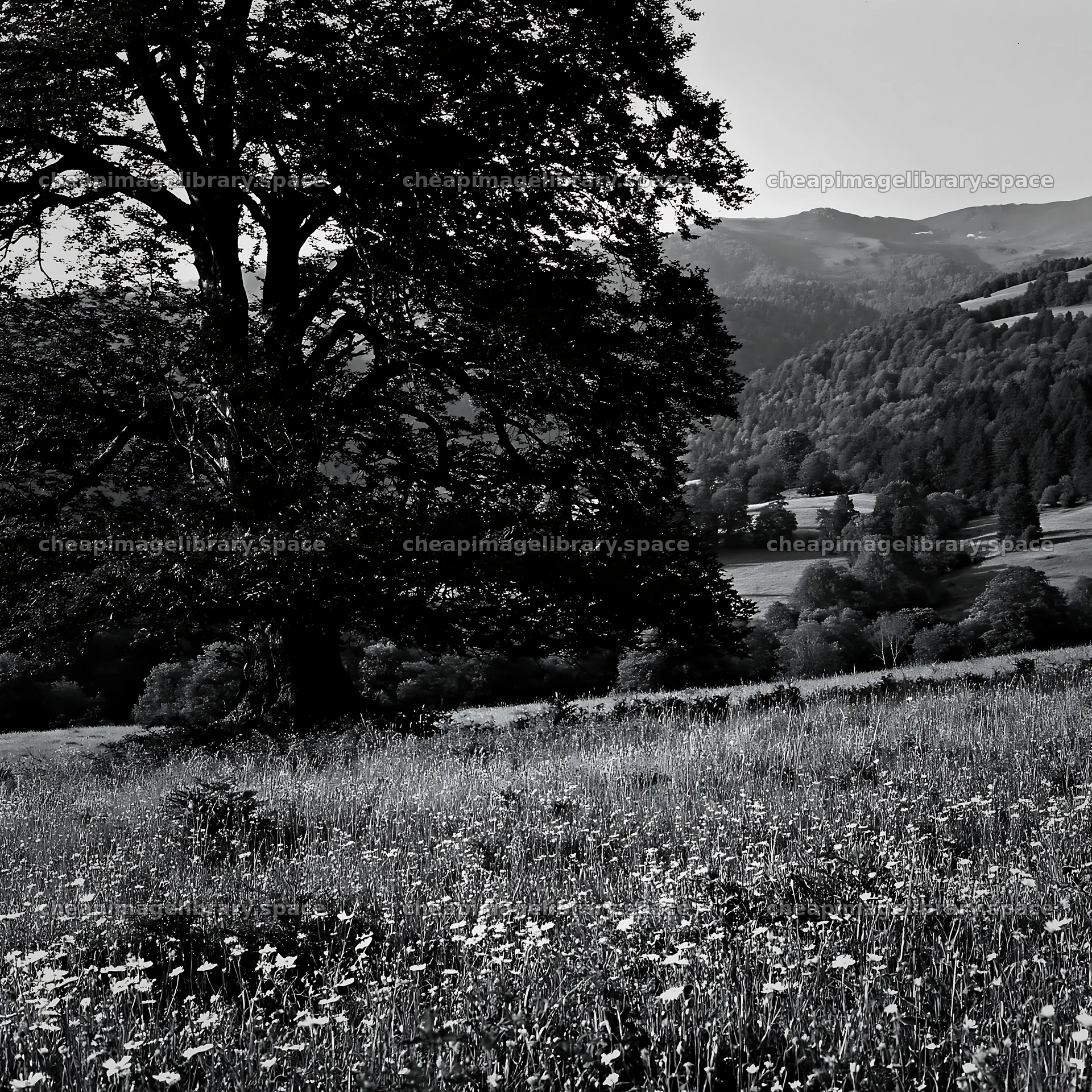 French meadow below Pyrenees range with trees and wildflowers – image library 7938x7938