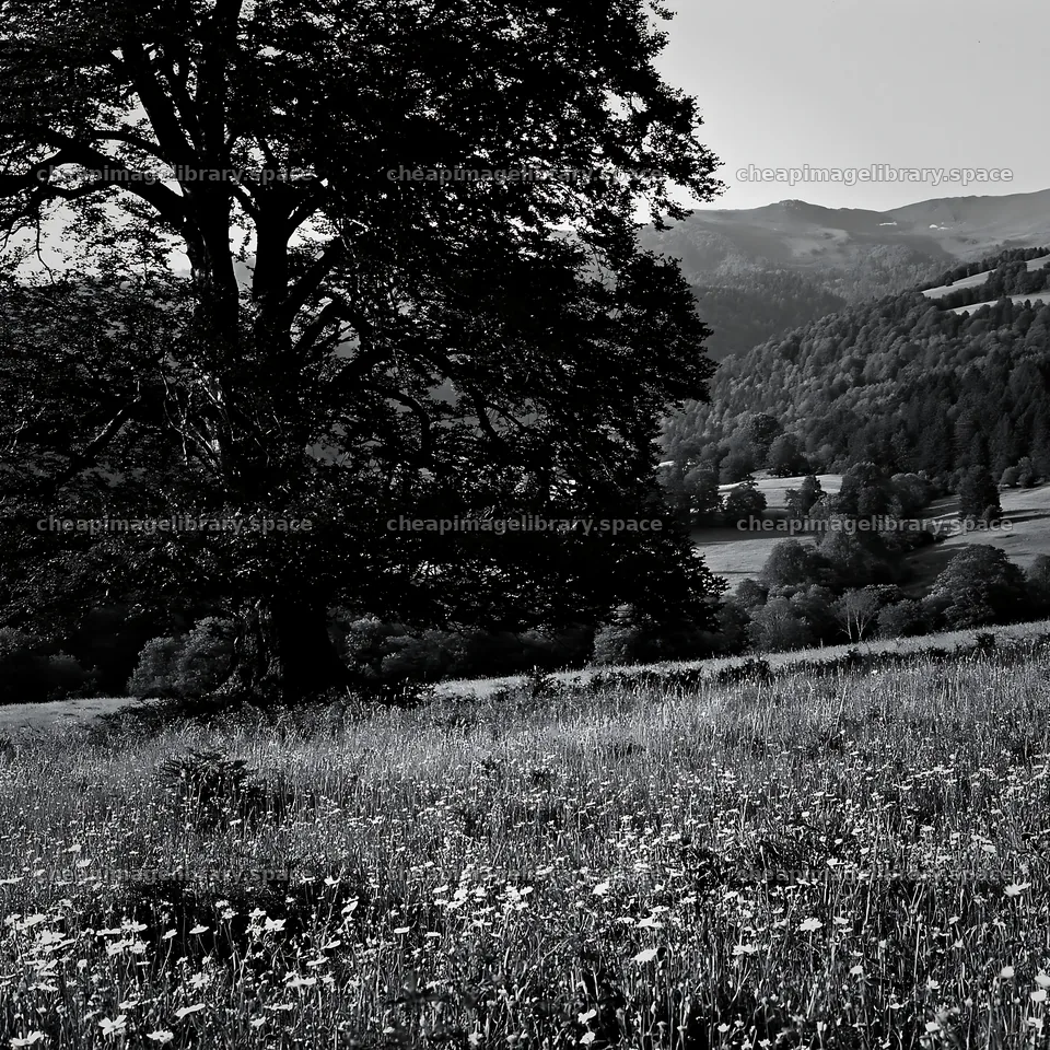 French meadow below Pyrenees range with trees and wildflowers – image library 7938x7938