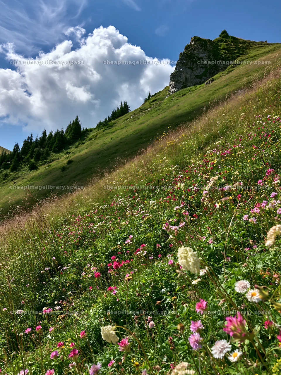 Summer hay meadows in Transylvania with wildflowers – image library 6866x9174