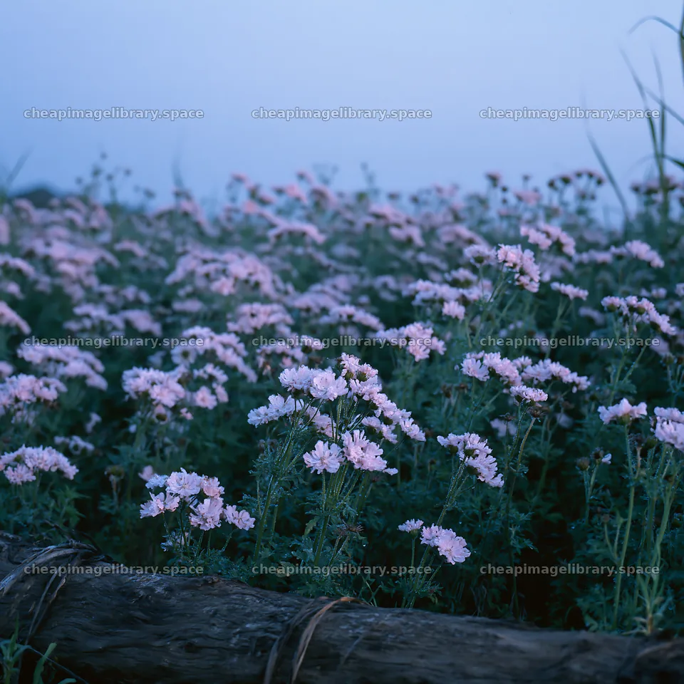 Chiba coastal climate meadow driftwood foreground – image library 7938x7938