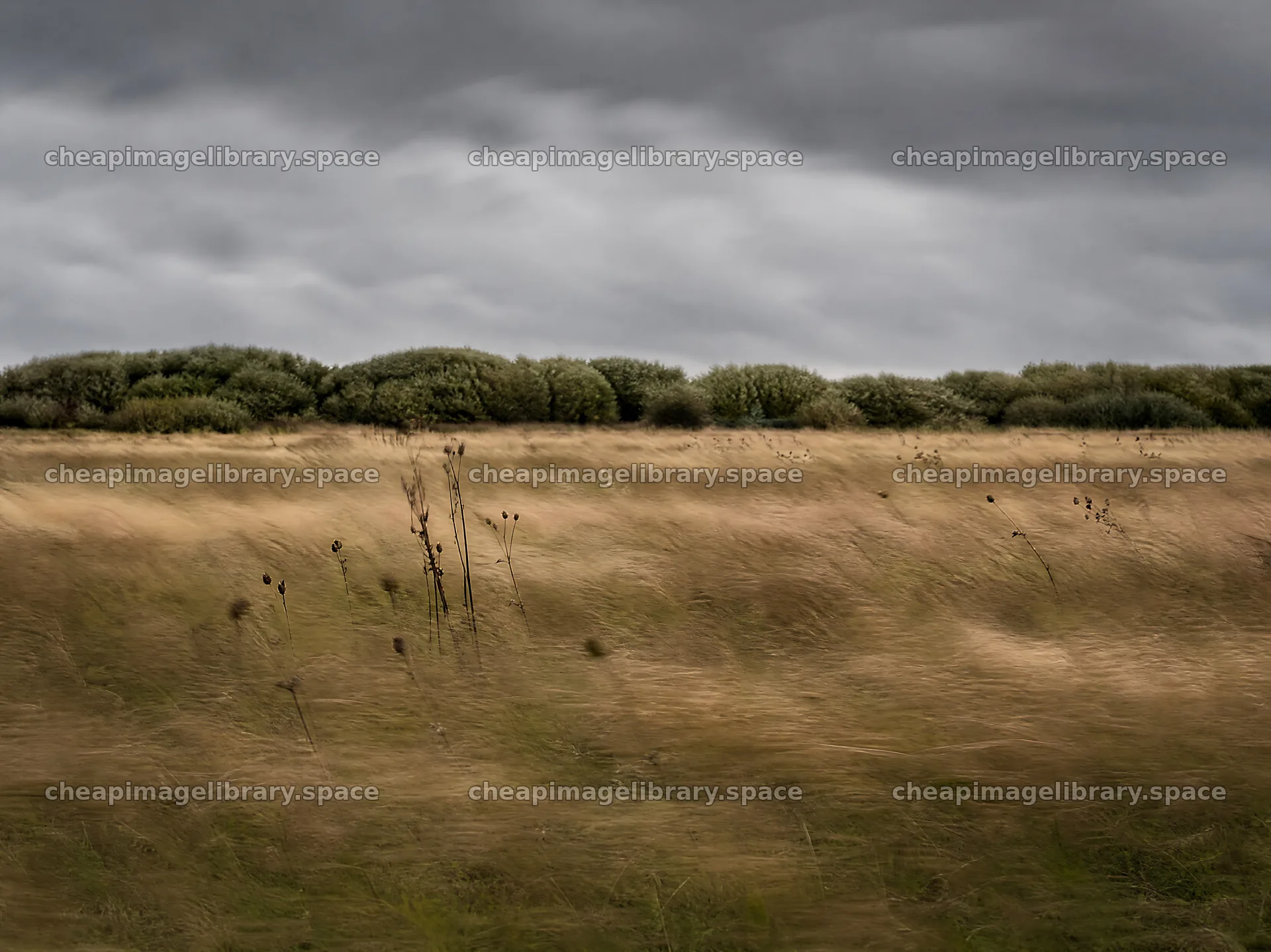 Seedhead meadow under cloudy skies – image library 9172x6868