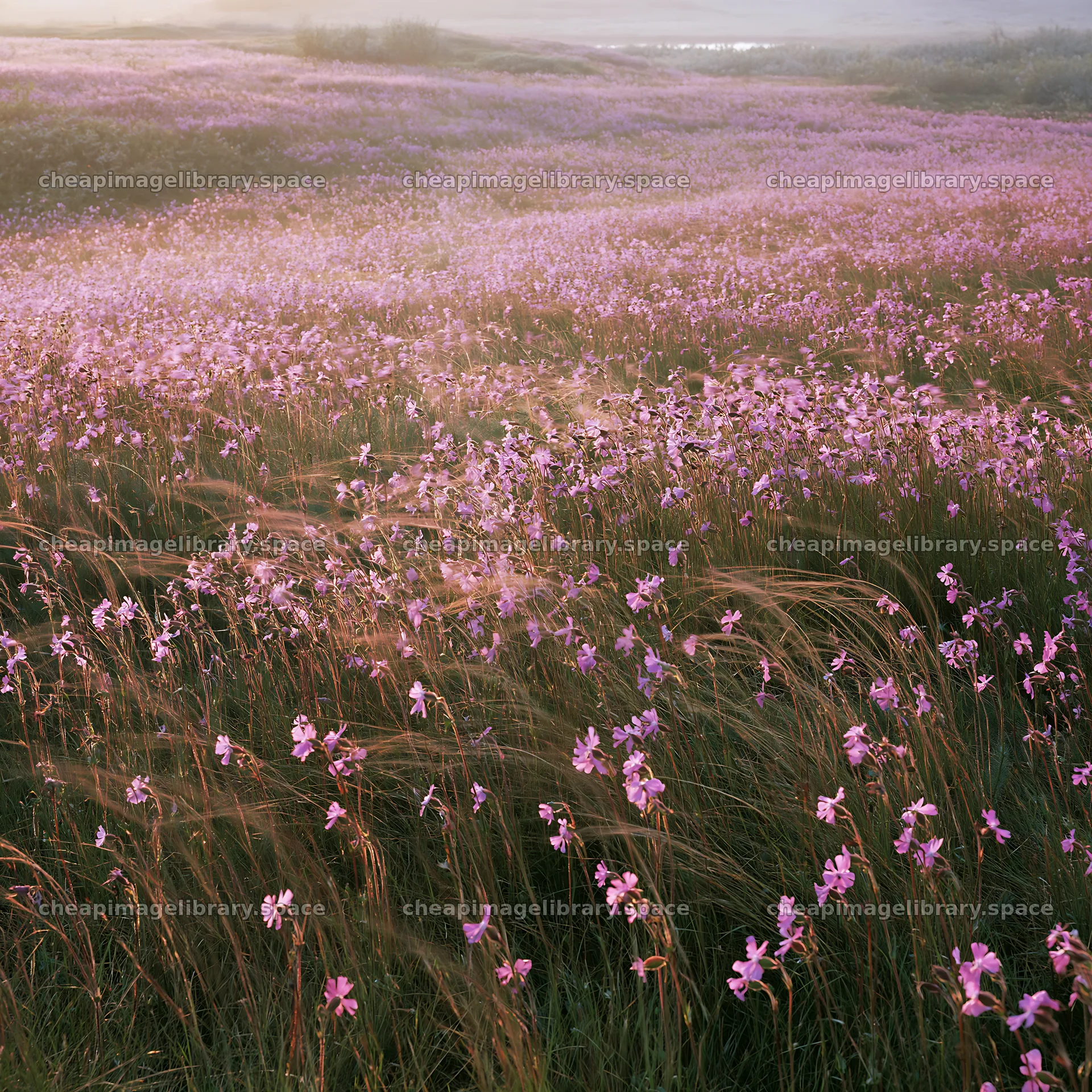 Pink campion meadow under a soft morning light – image library 7938x7938