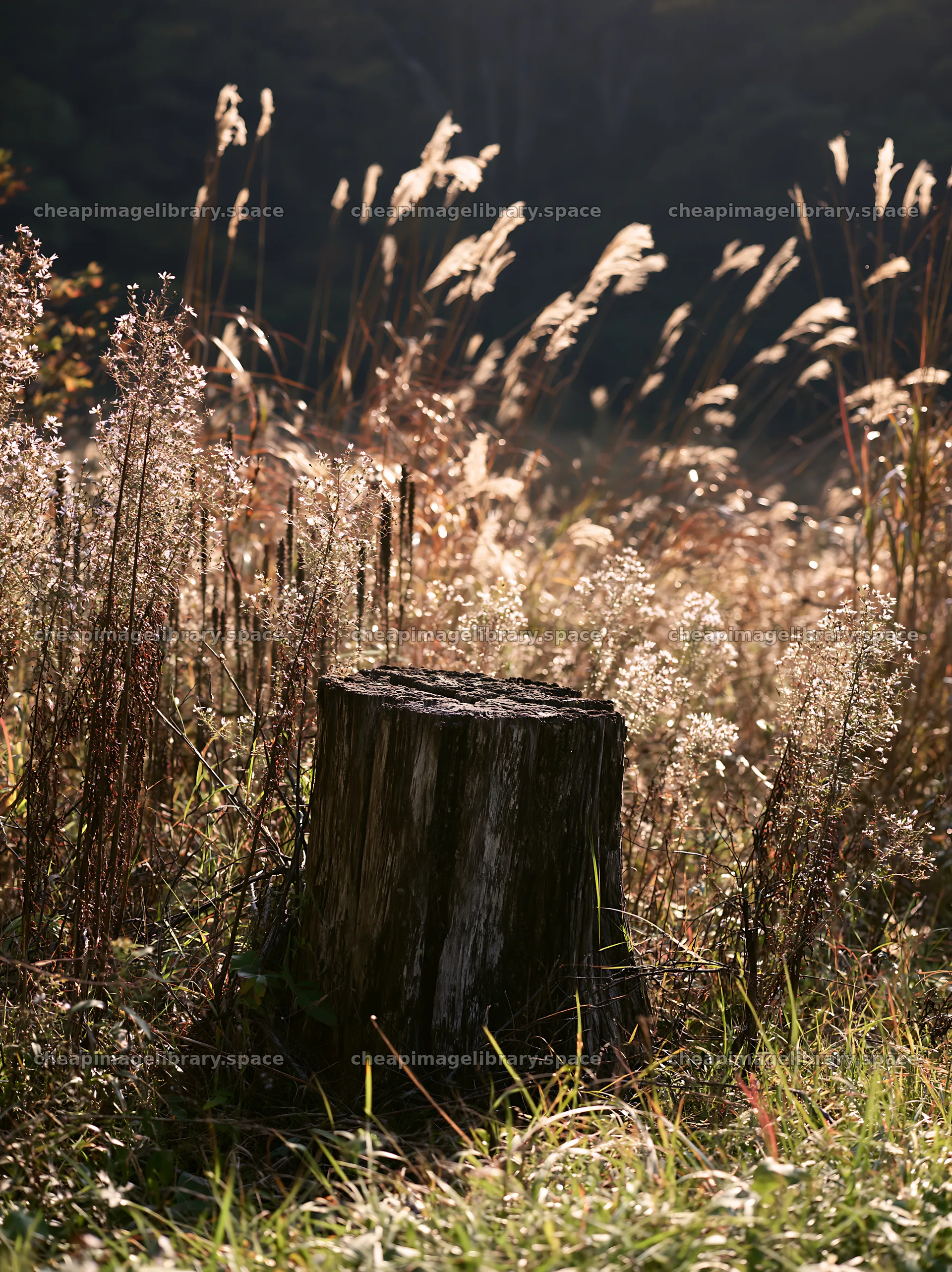 Fukushima native meadow with weathered stump – image library 6866x9174