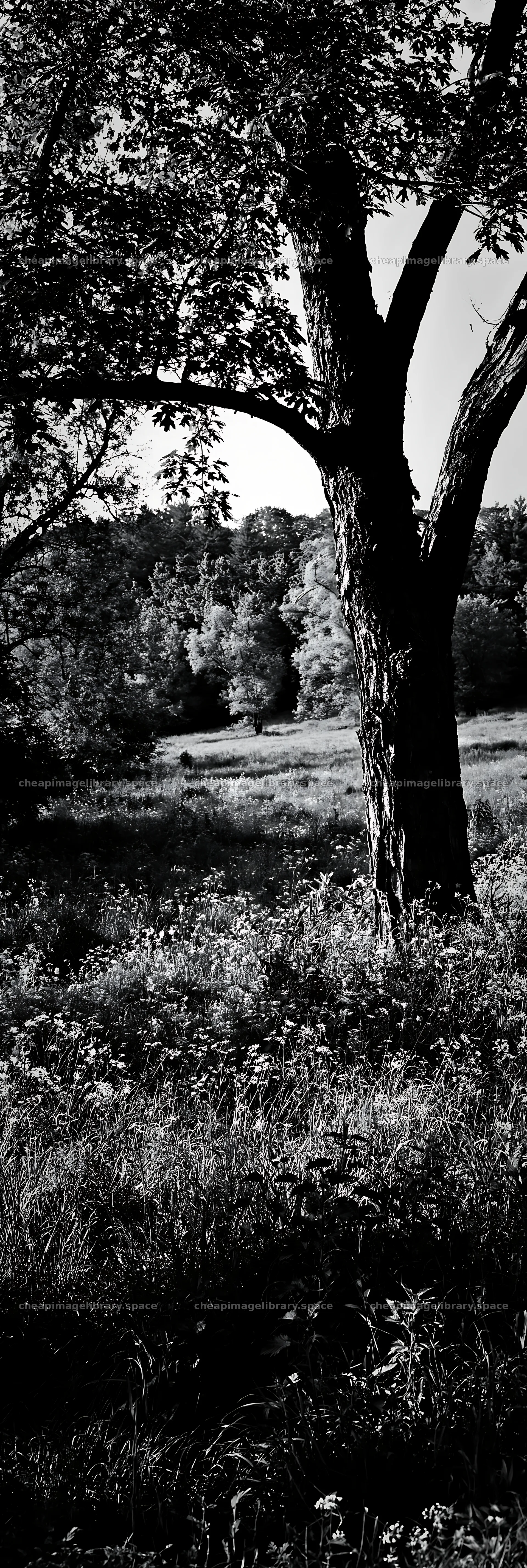 Wooded valley meadow with trees and grassland – image library 4602x13690