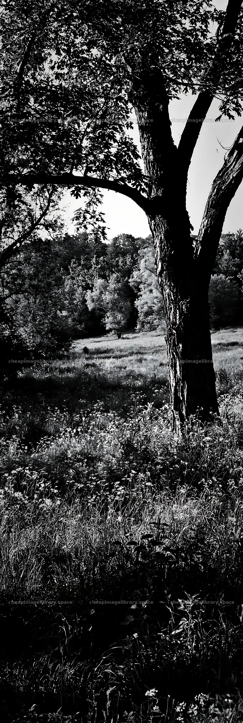 Wooded valley meadow with trees and grassland – image library 4602x13690