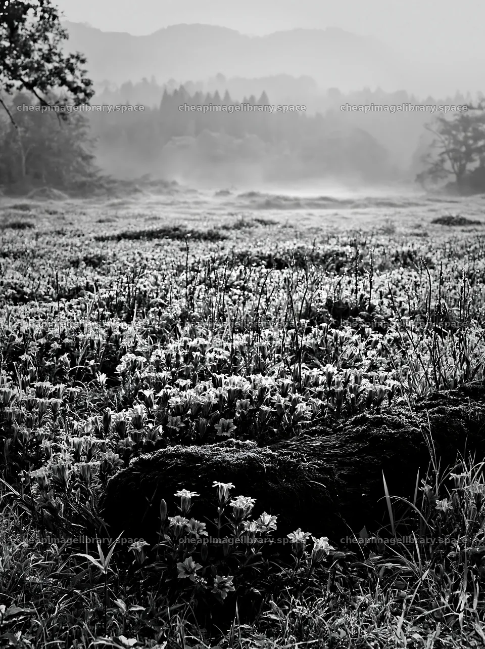 Gifu low carbon meadow mossy log surrounded by flowers – image library 6866x9174