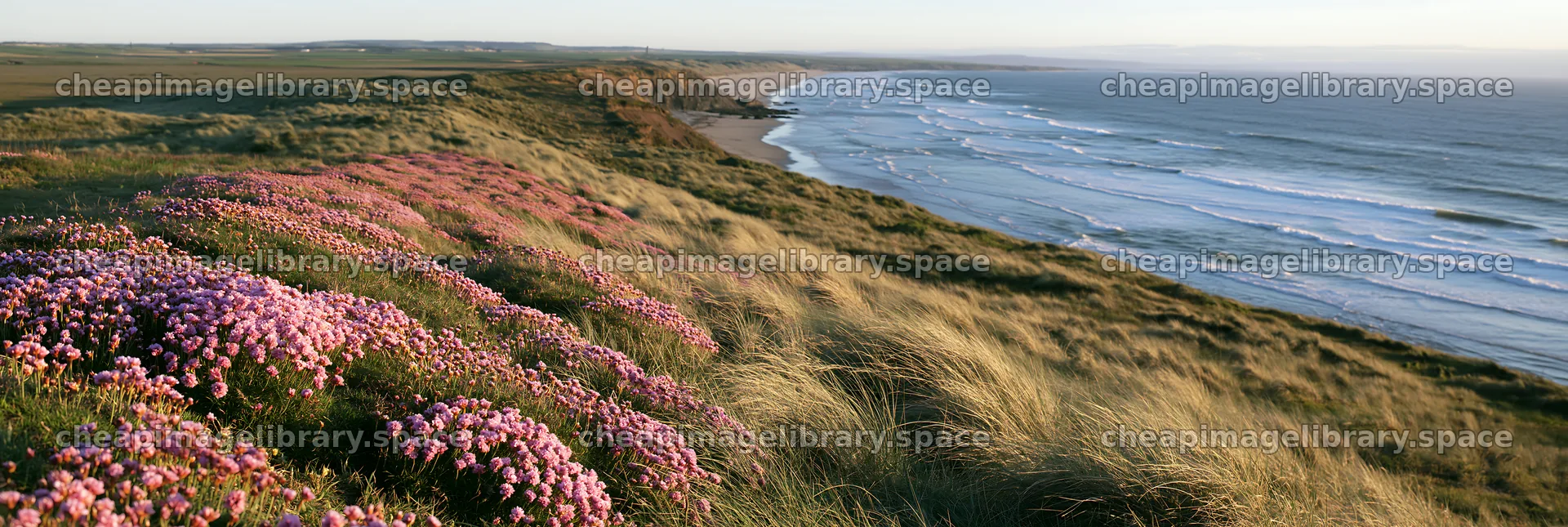 Coastal cliff meadow with flowers overlooking the ocean – image library 13690x4602