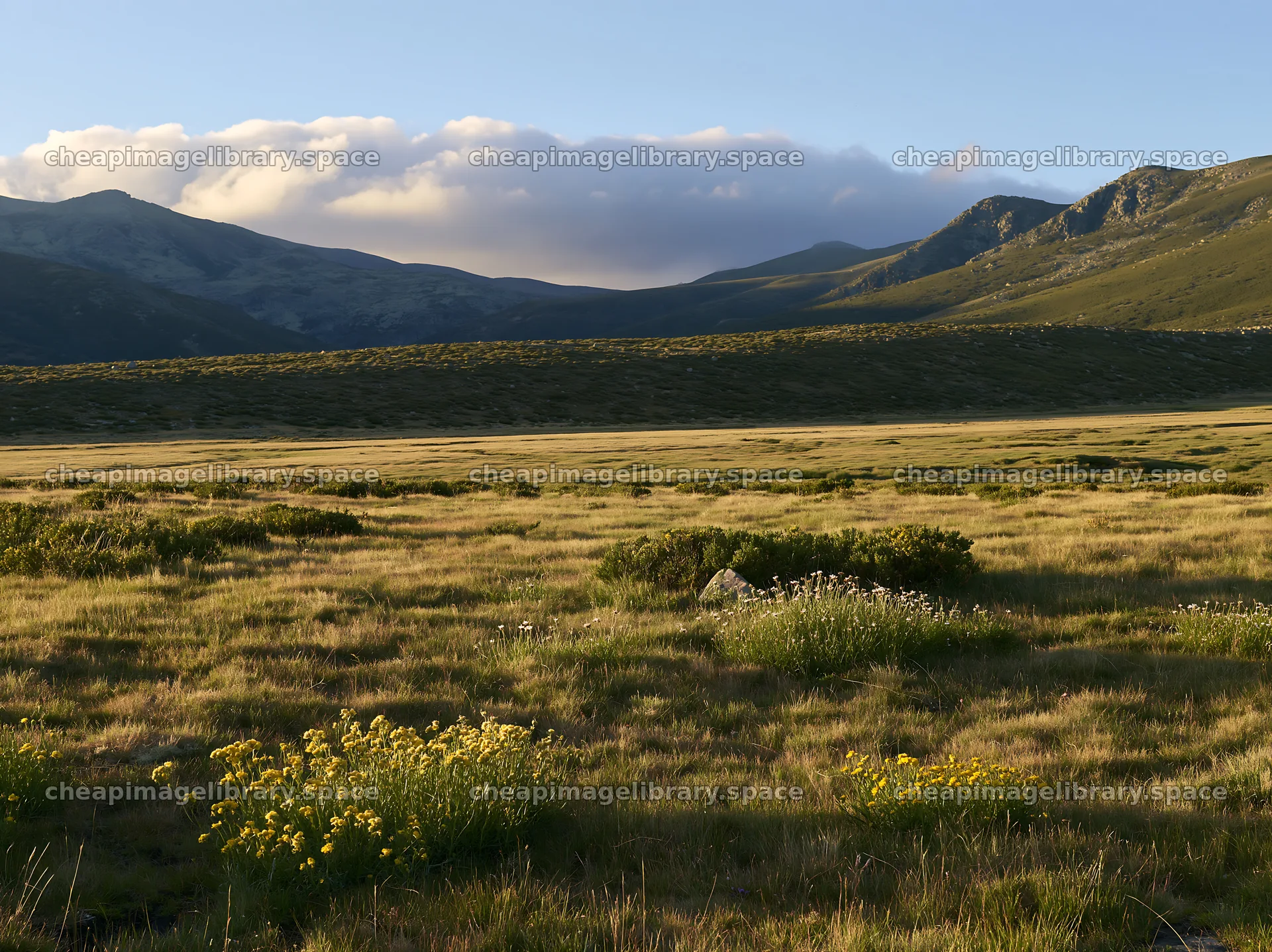 Regenerative meadow landscape with mountains in the background – image library 9174x6866