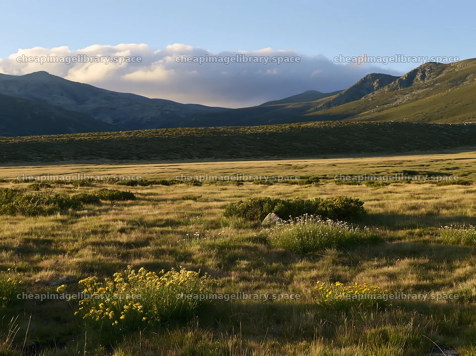 Regenerative meadow landscape with mountains in the background – image library 9174x6866
