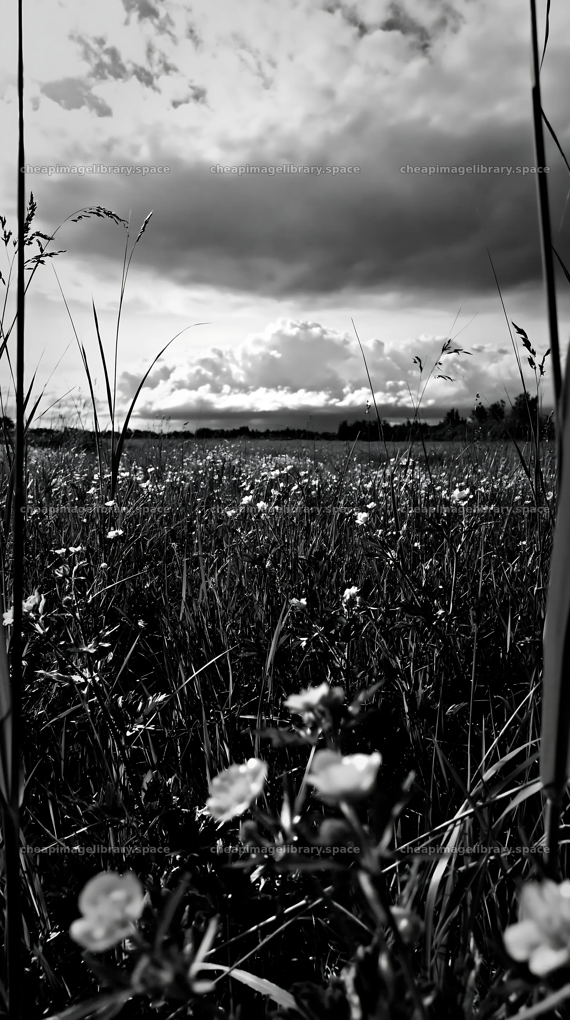 Saga floodplain meadow with reed foreground filled with flowers – image library 5938x10608