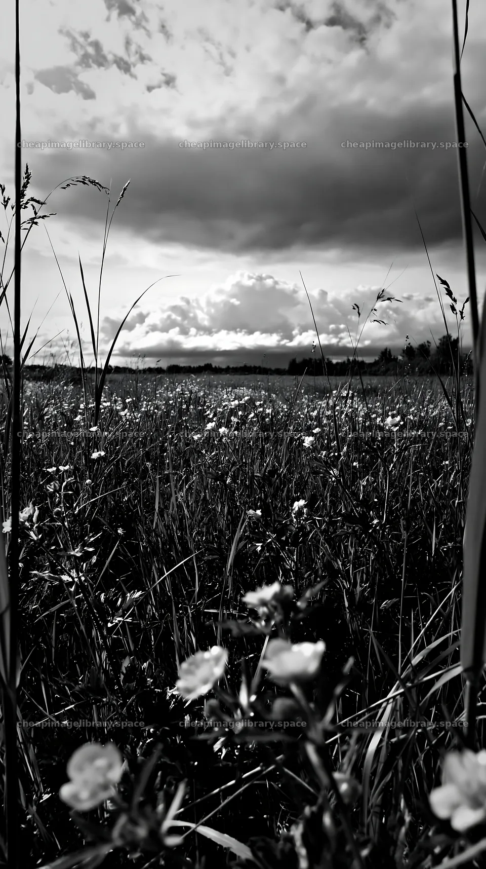 Saga floodplain meadow with reed foreground filled with flowers – image library 5938x10608