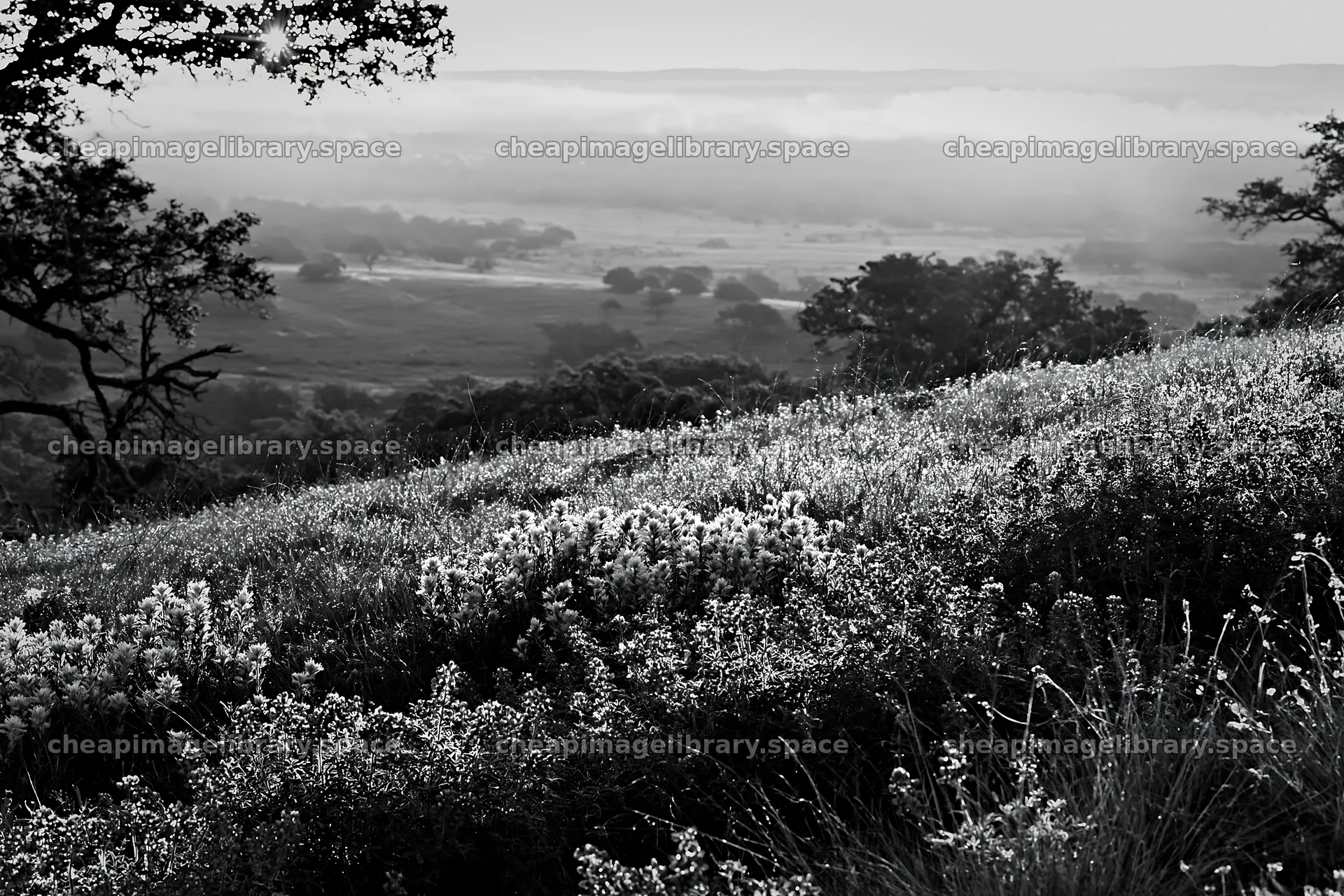 Bluebonnet meadow at sunrise in black and white – image library 9722x6480