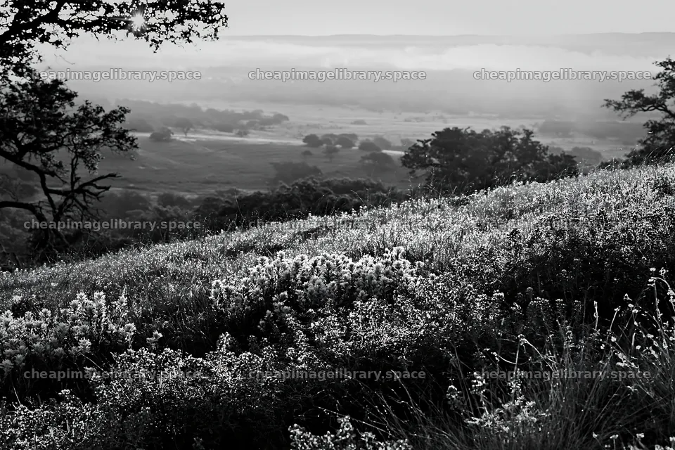 Bluebonnet meadow at sunrise in black and white – image library 9722x6480