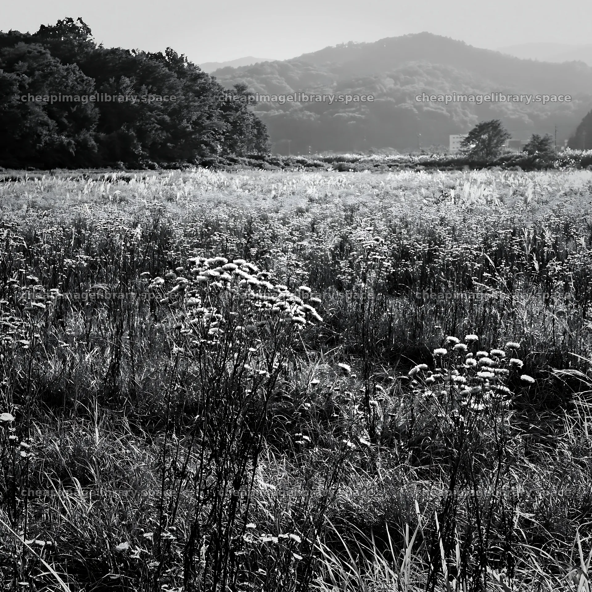 Restored meadow with autumn seedheads in Aichi – image library 7938x7938
