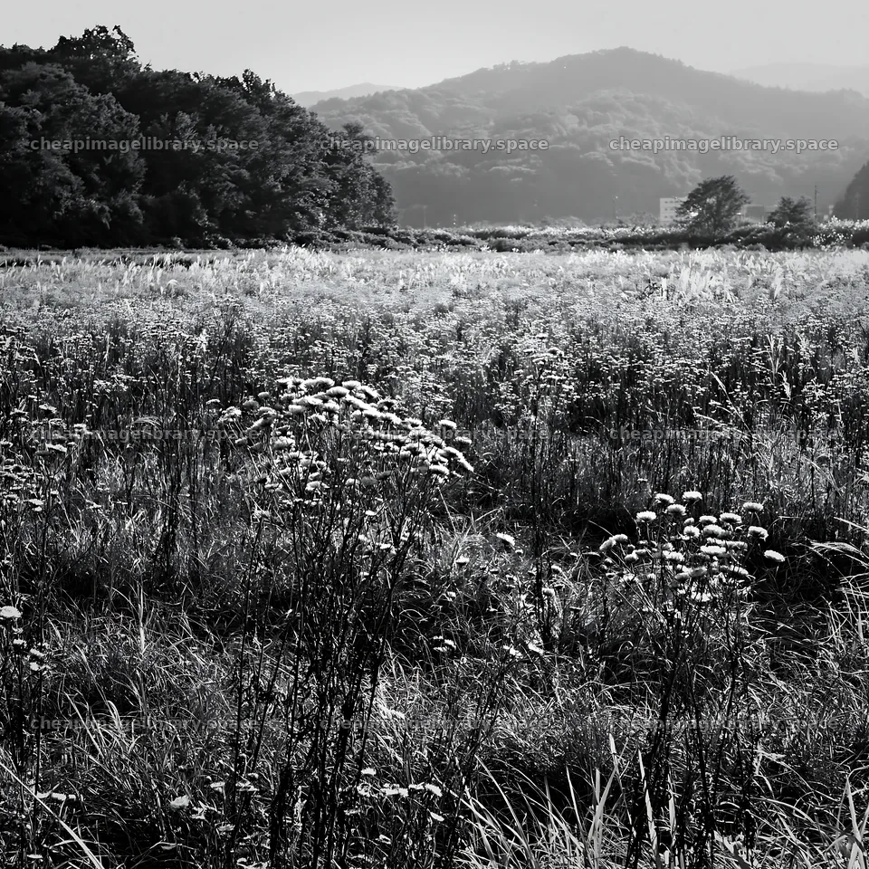 Restored meadow with autumn seedheads in Aichi – image library 7938x7938
