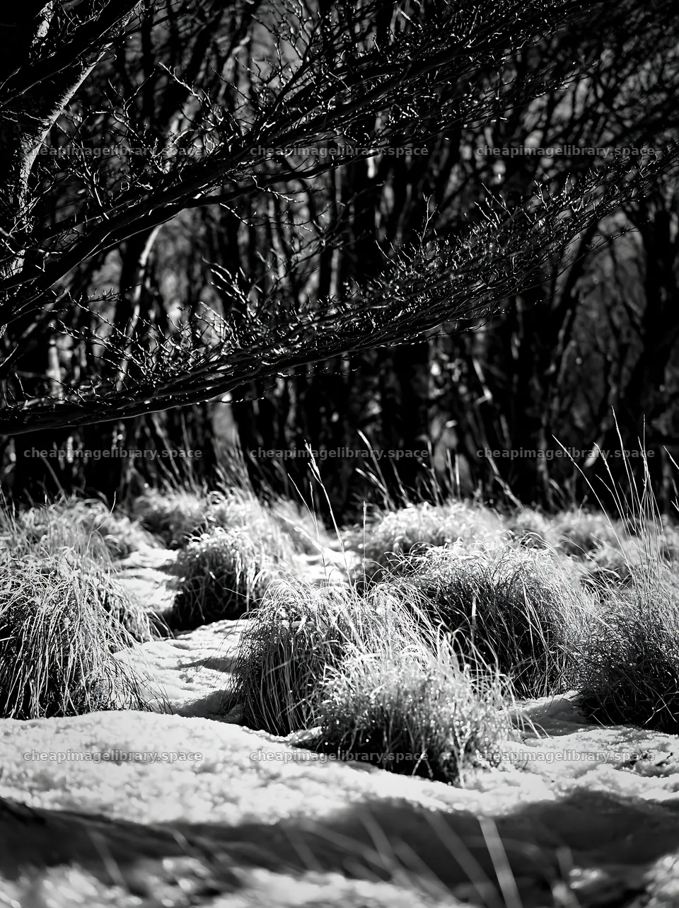 Snow-covered meadow at Torres del Paine with grass and trees – image library 6866x9174