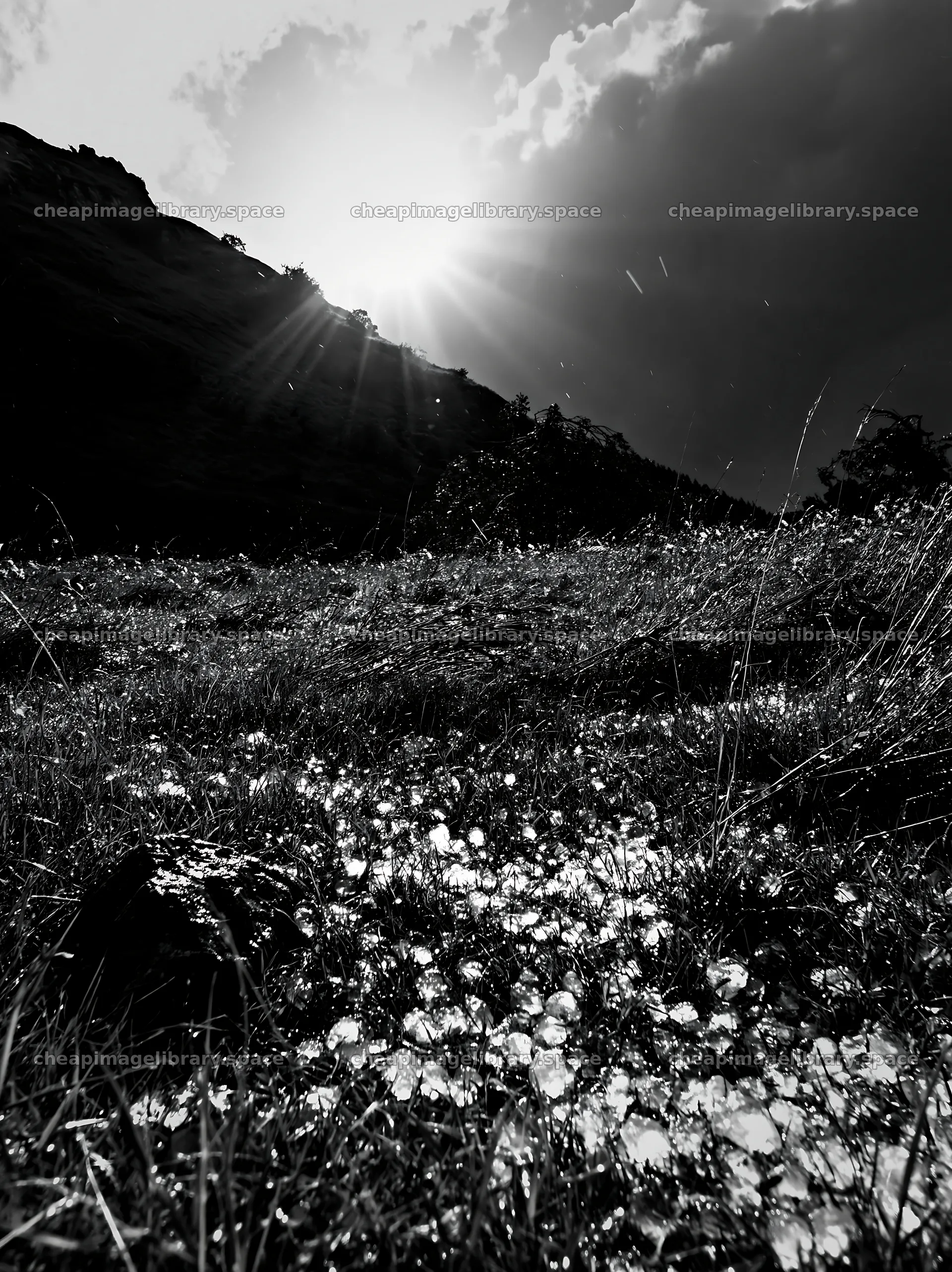 Highland apple meadow with sunlight and shadows – image library 6866x9174