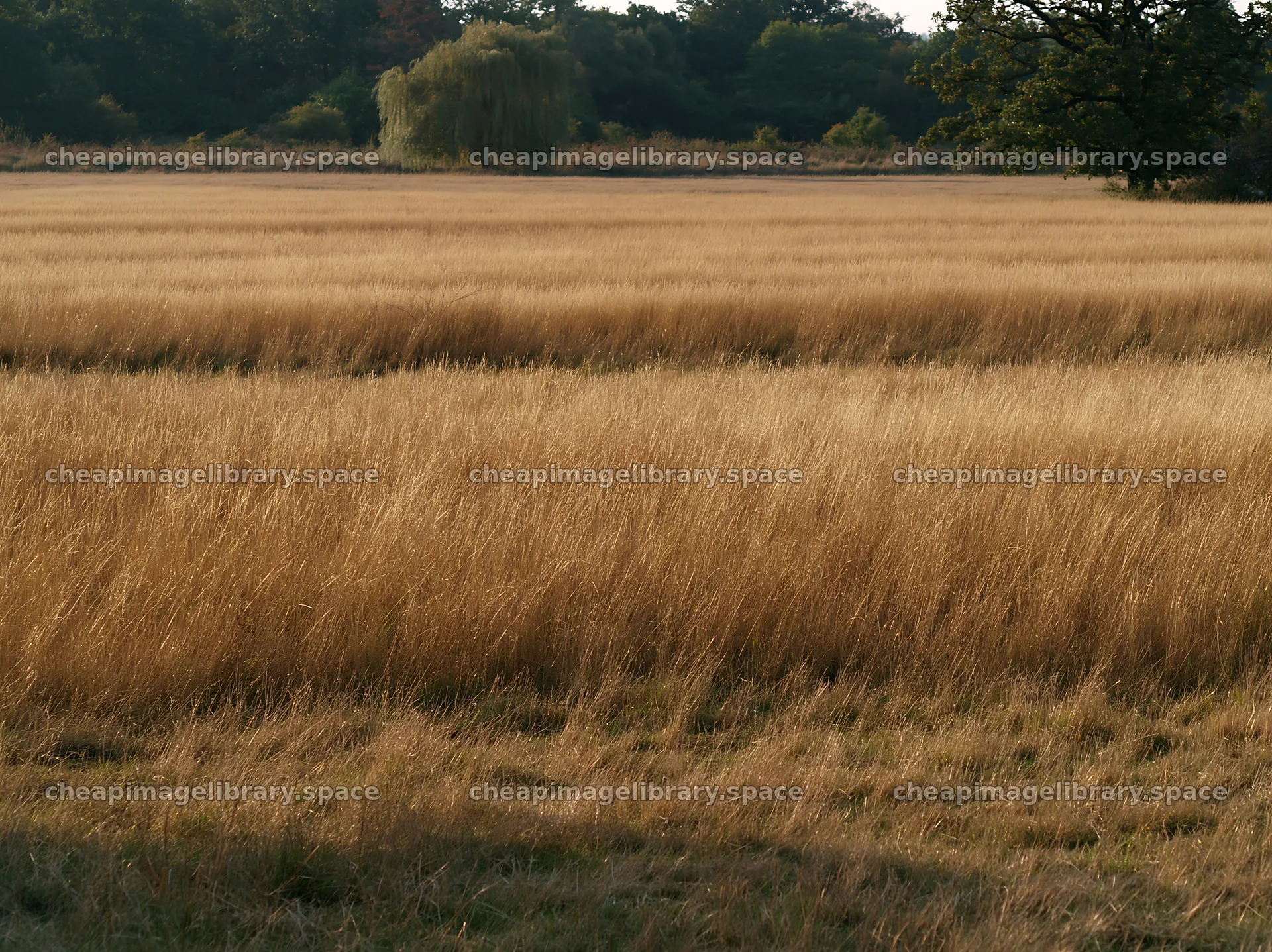 Autumn meadow grasses at woodland edge in natural setting – image library 9174x6866