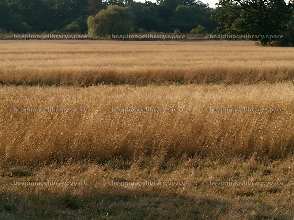 Autumn meadow grasses at woodland edge in natural setting – image library 9174x6866