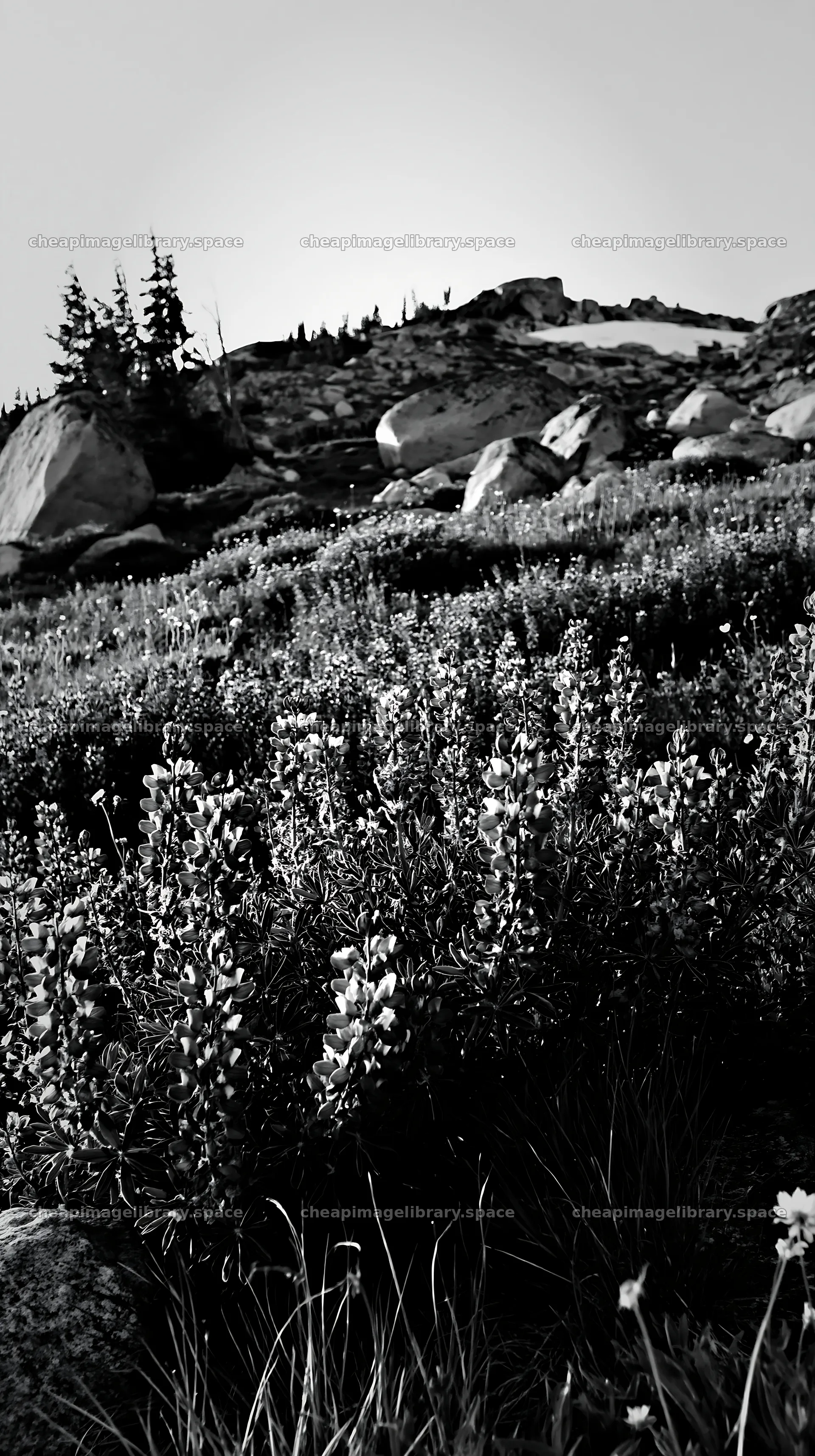 Meadow with boulders filled with purple flowers at sunset – image library 5938x10608