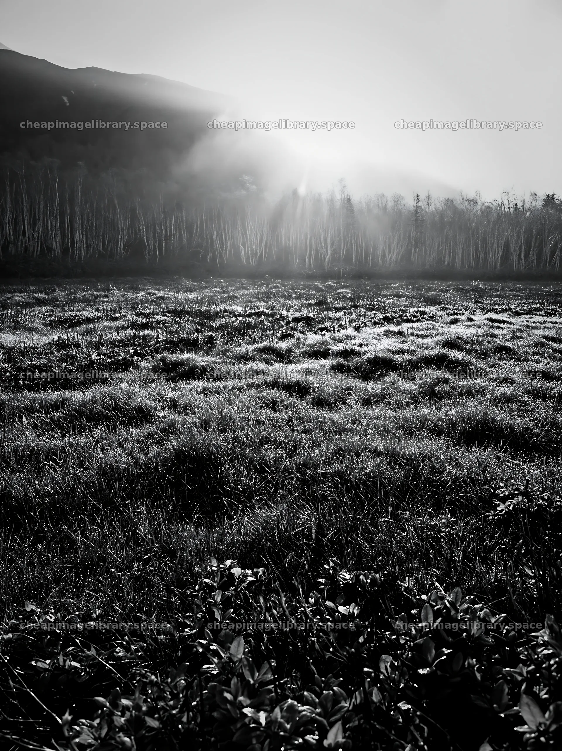 Daisetsuzan alpine meadow with light rays at dawn – image library 6866x9174